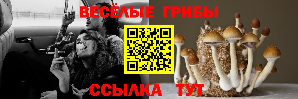Псилоцибиновые грибы Psilocybine cubensis Жуковский